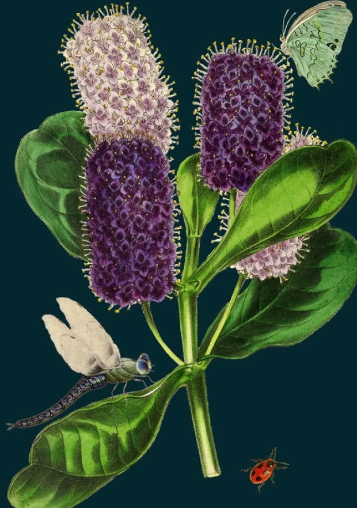 Dragonfly Greetings Card