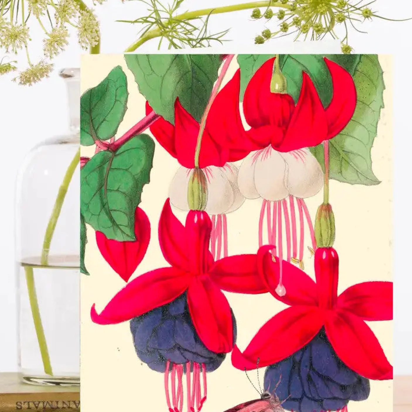 Fuchsia and Butterfly Card