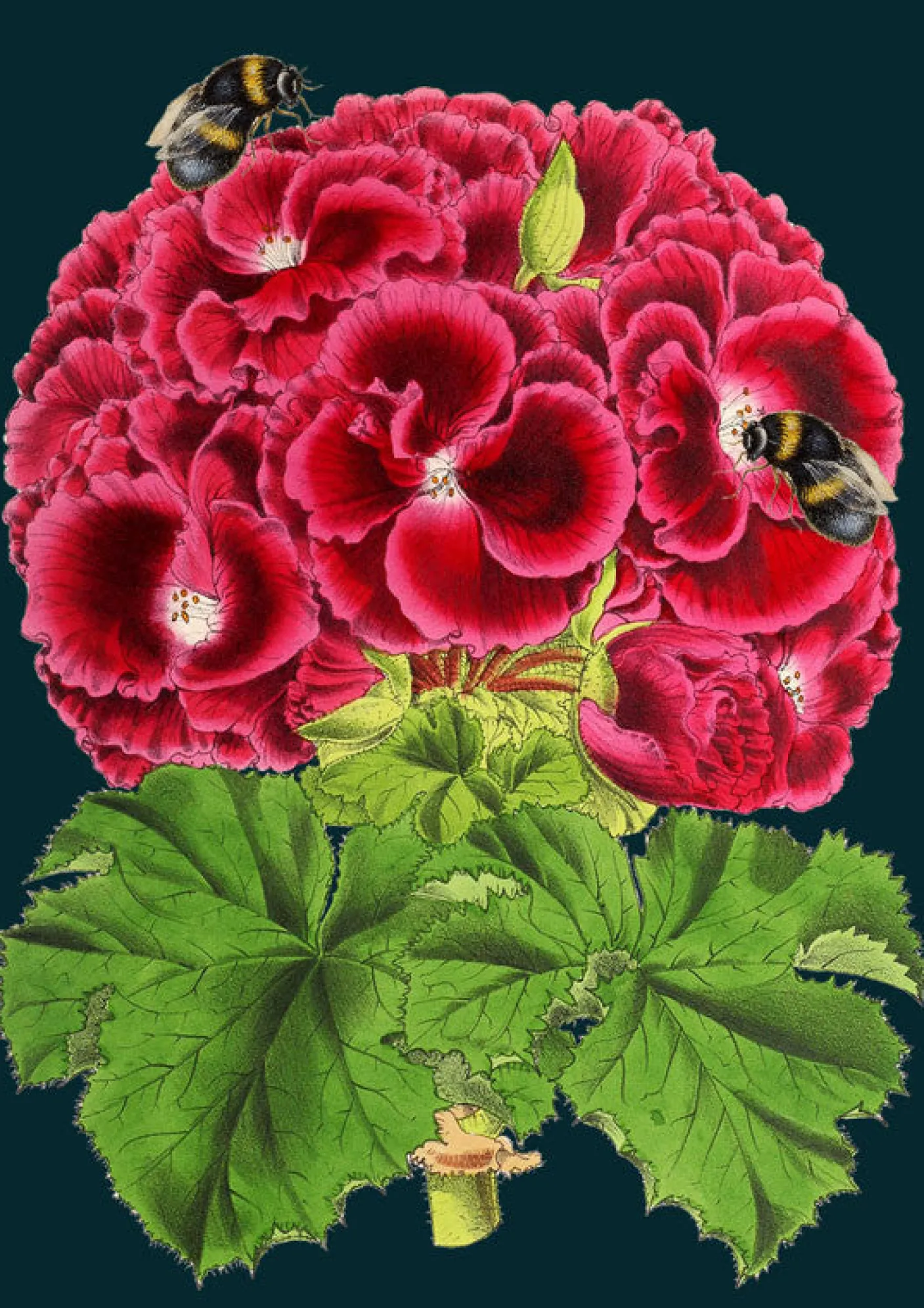Geranium Bee Greetings Card
