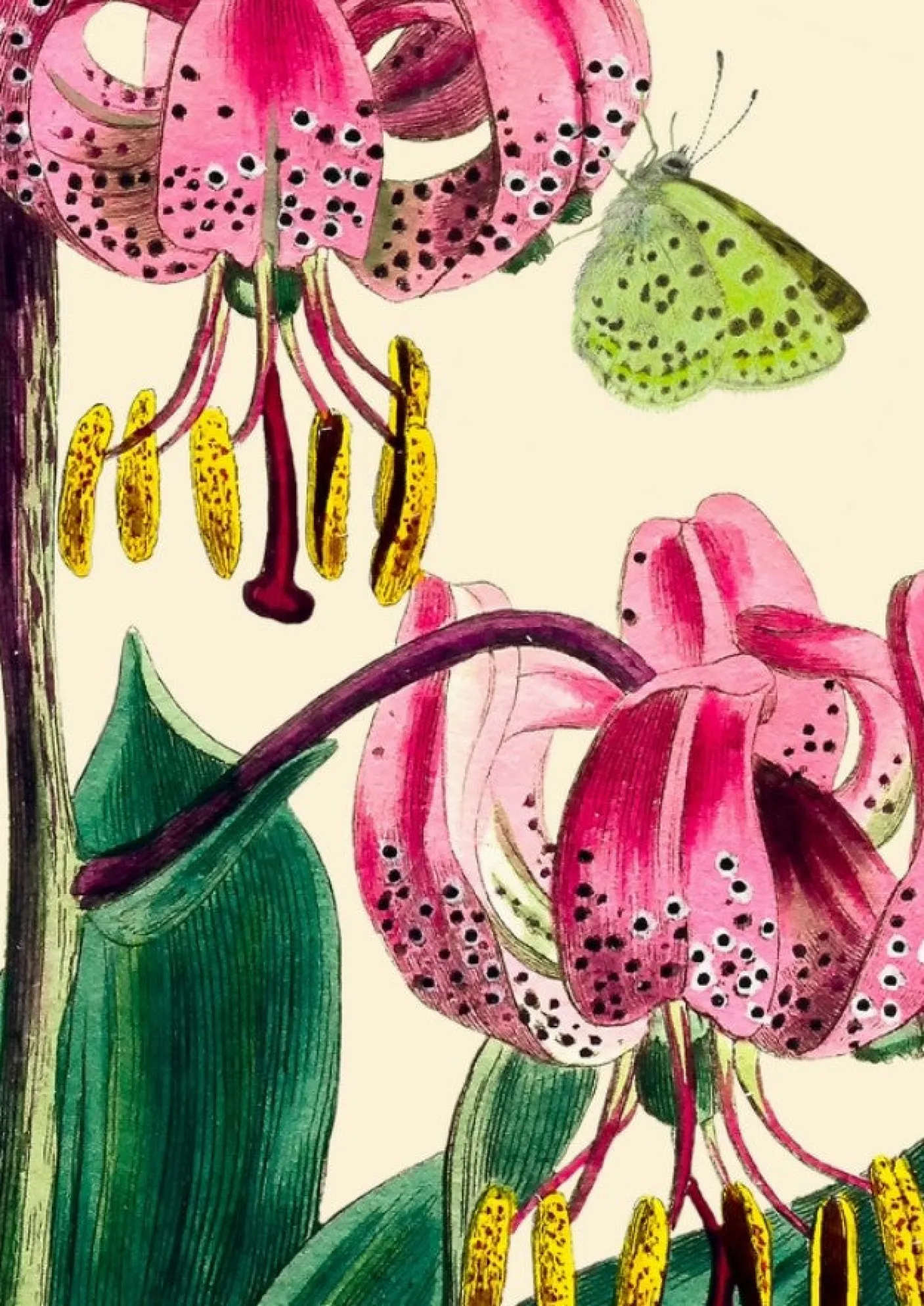 Pink Lily with Green Butterfly Greetings Card