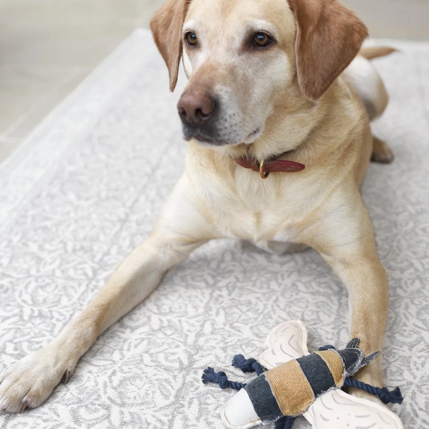 Bee Dog Toy