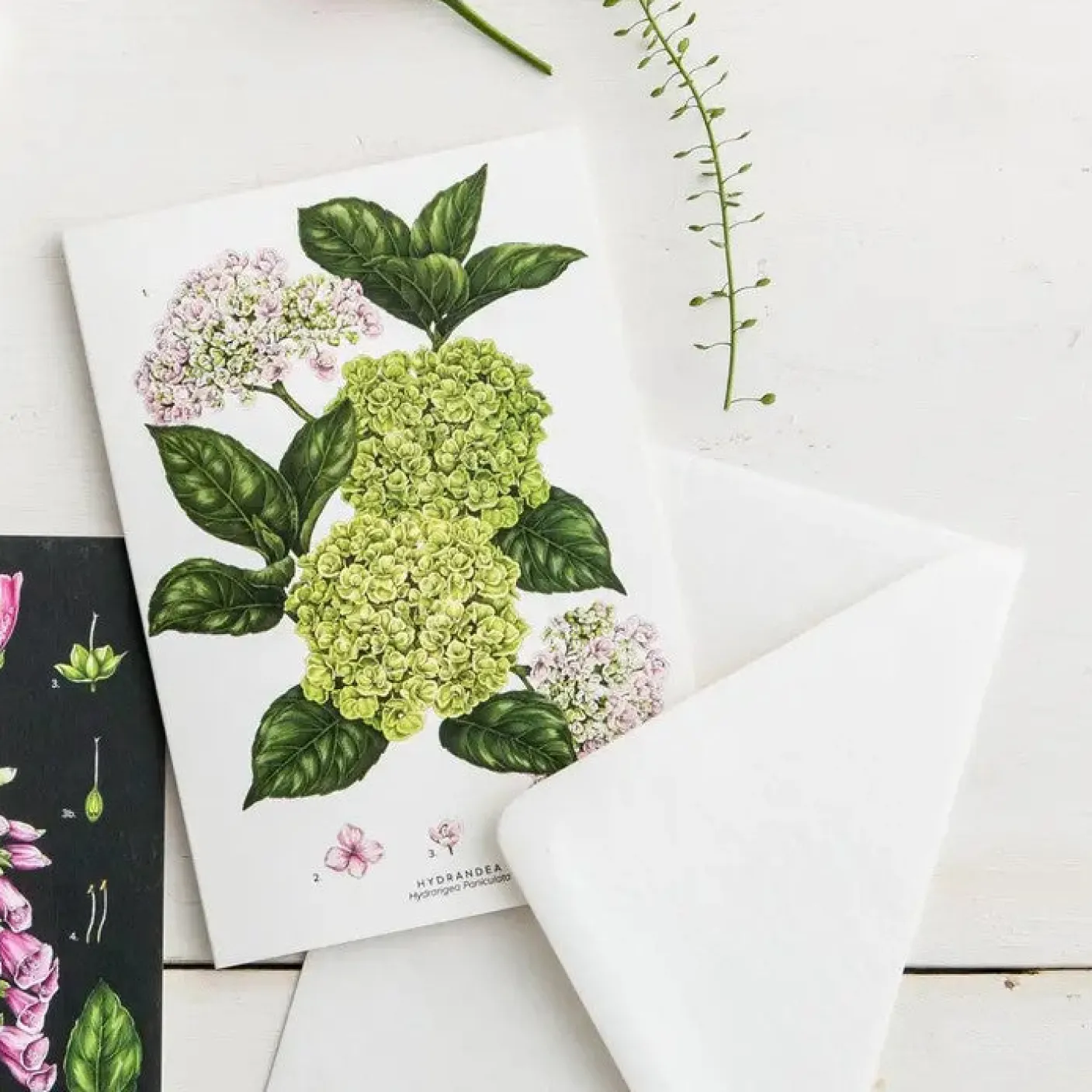Hydrangea - card