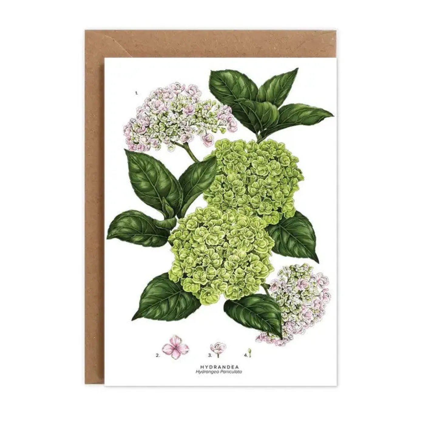 Hydrangea - card