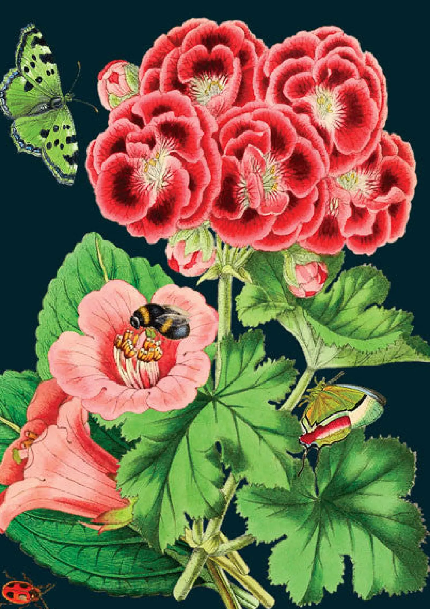 Pink Geranium Greeting Card