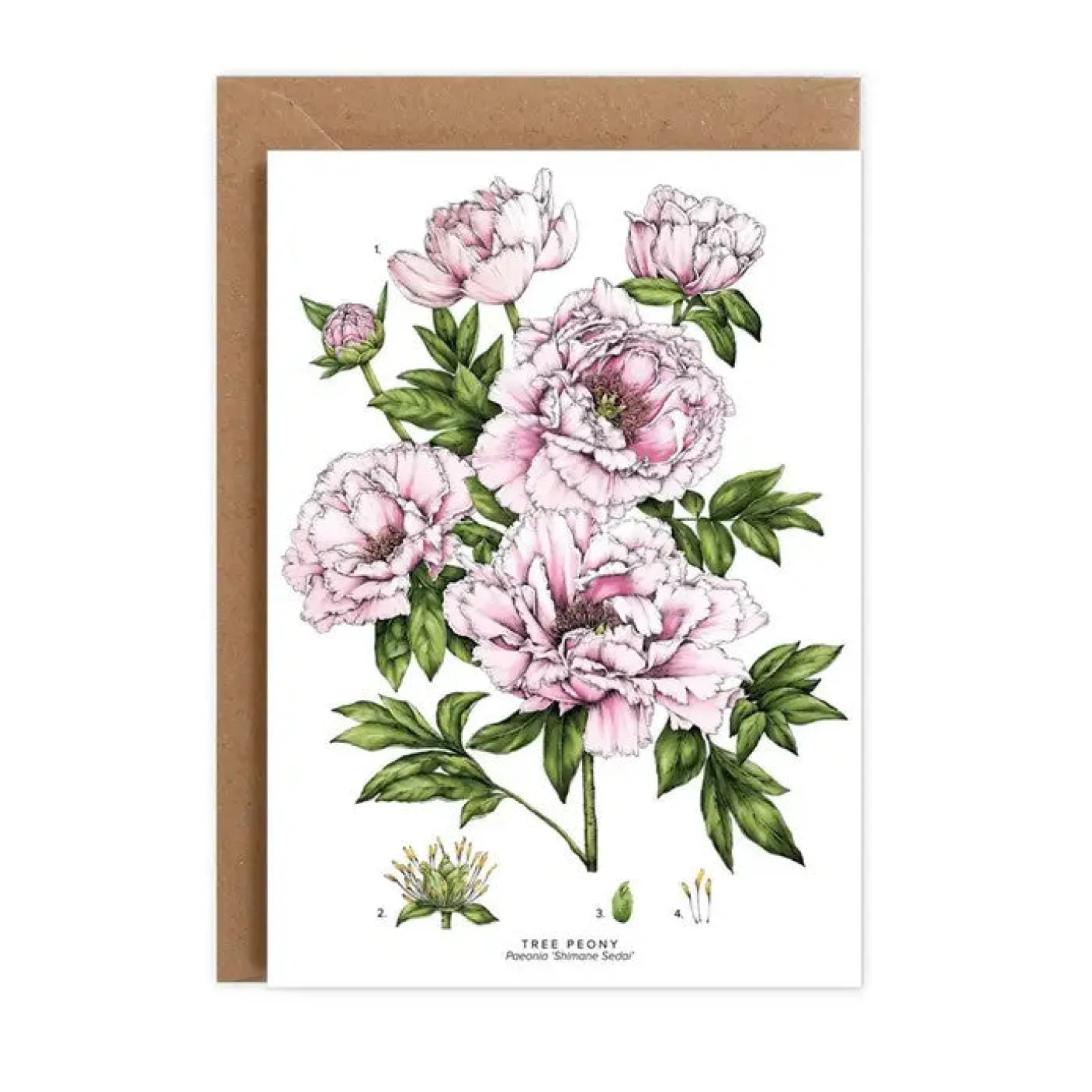 Tree Peony - card