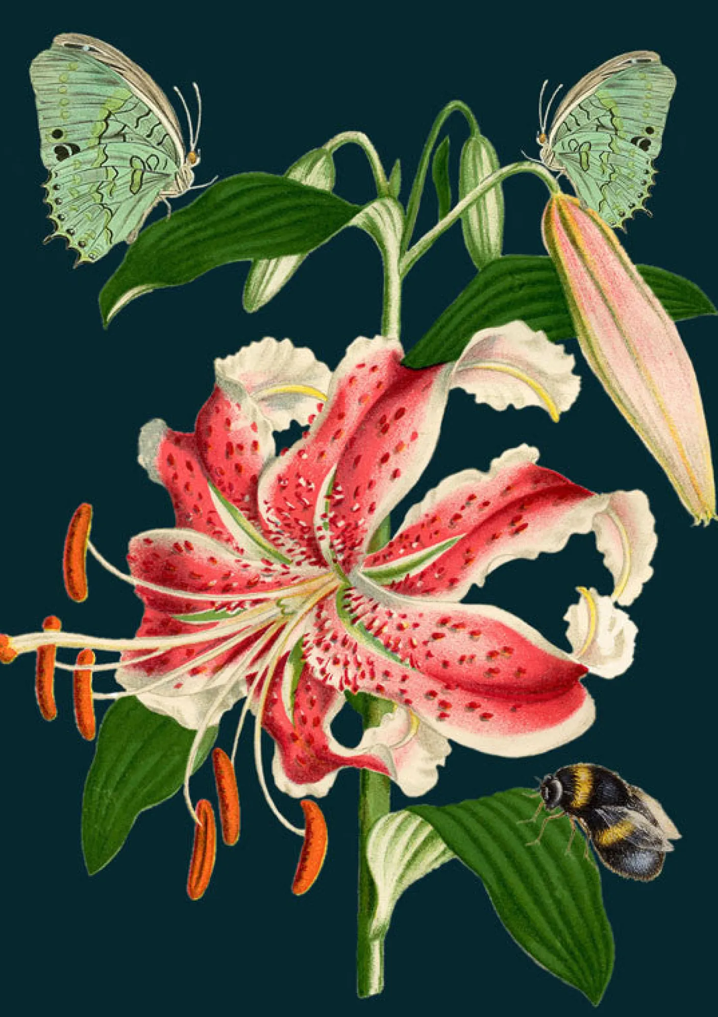 Tiger Lily Greetings Card