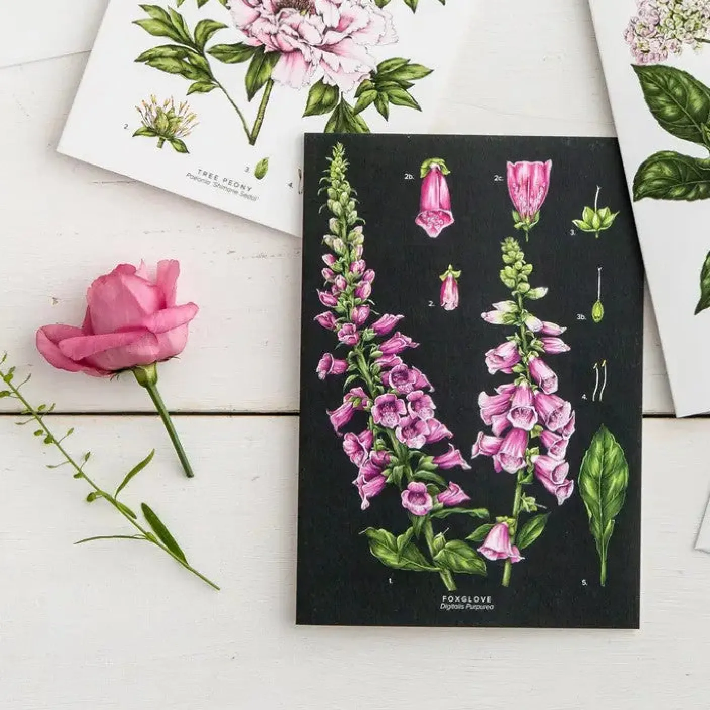 Foxglove - Black - card