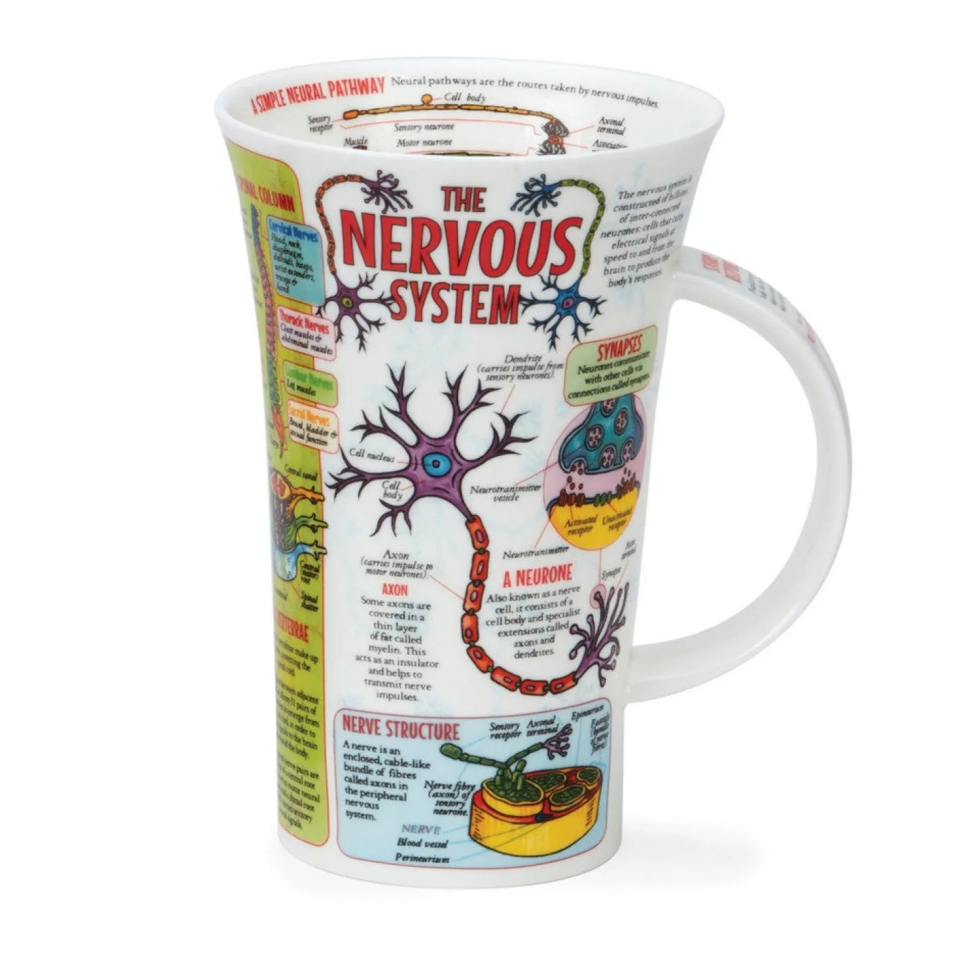 Glencoe The Nervous System Mug