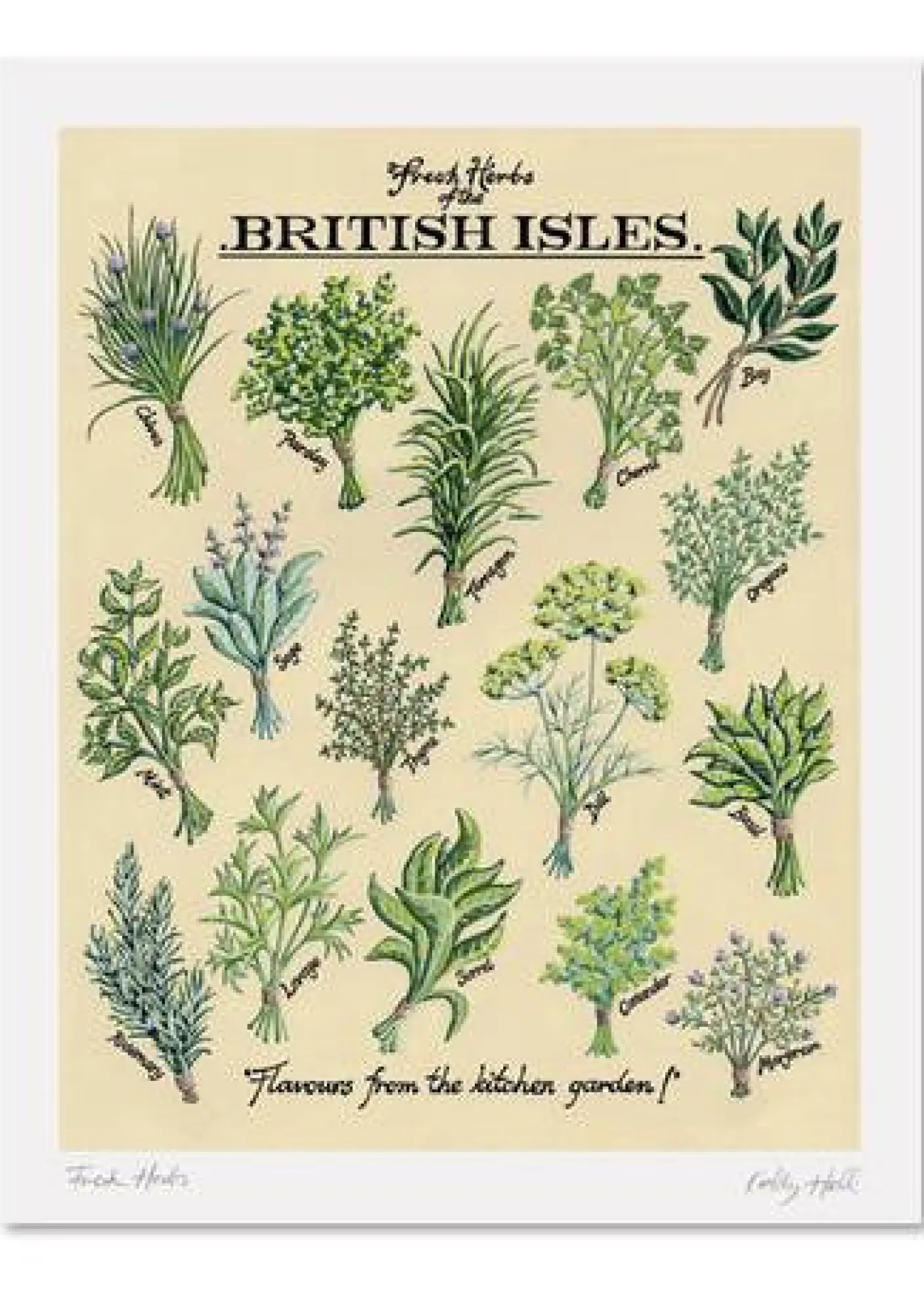 Kelly Hall Fresh Herbs Print