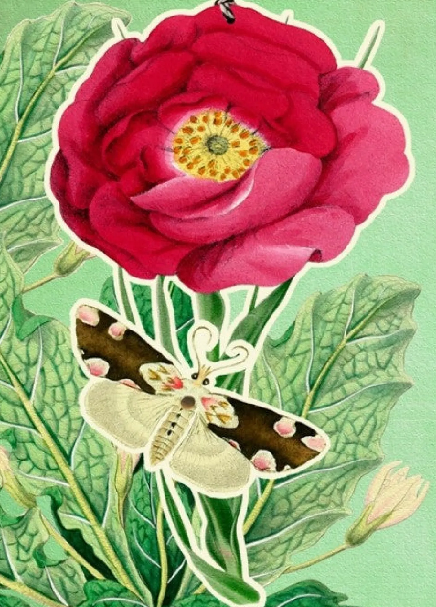 Peony Fandangle Greetings Card