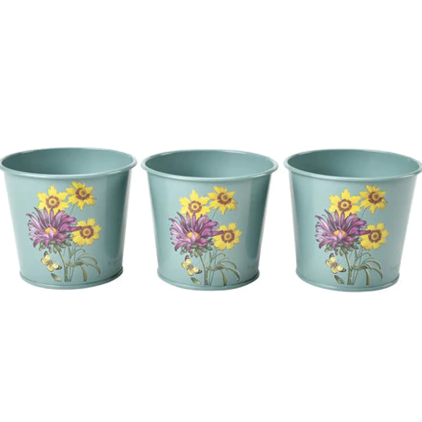 RHS Asteraceae Set of 3 Herb pots