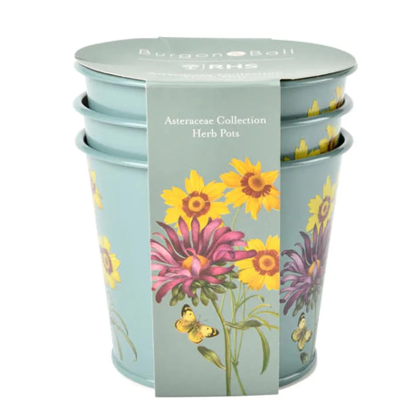 RHS Asteraceae Set of 3 Herb pots