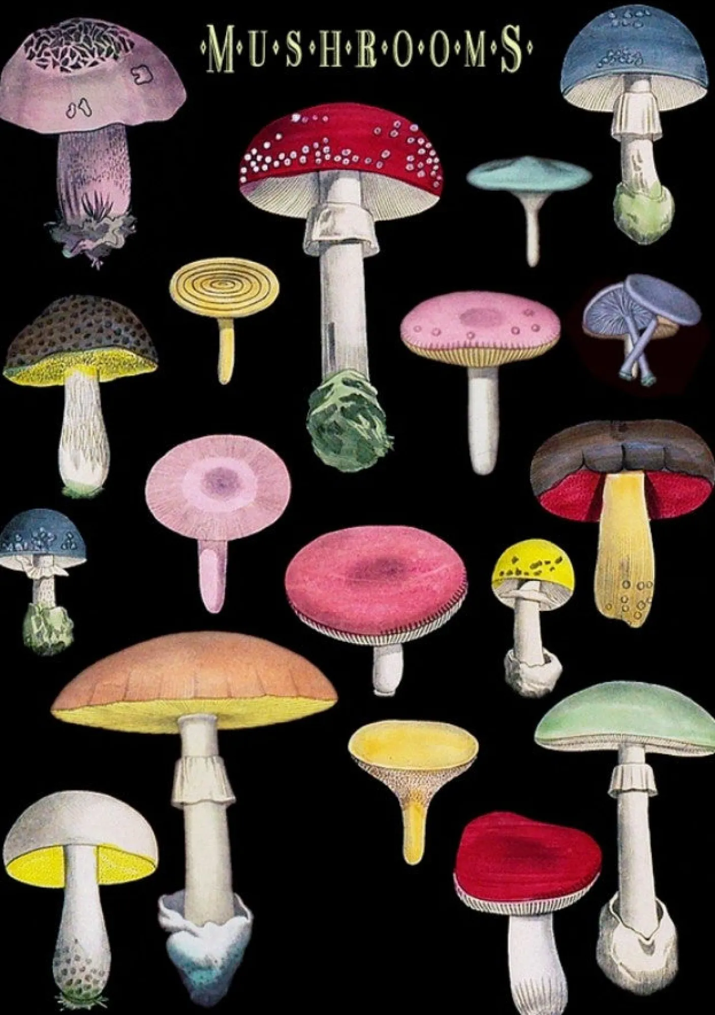 Many Mushrooms Greetings Card