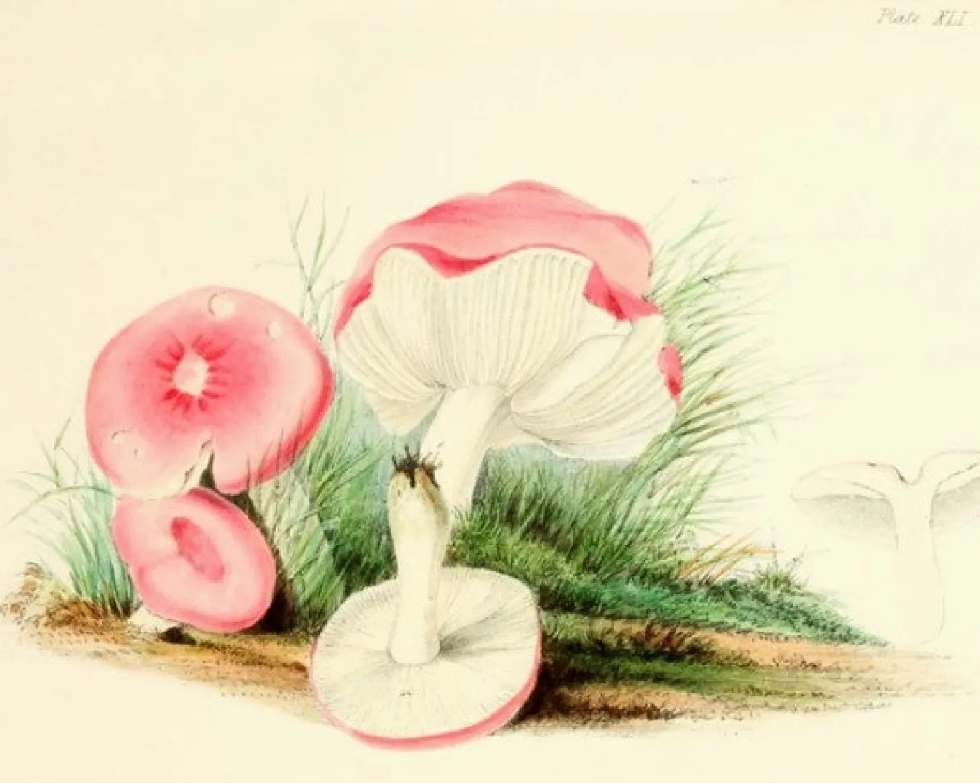 Four Mushrooms- Little Vintage Greeting Card