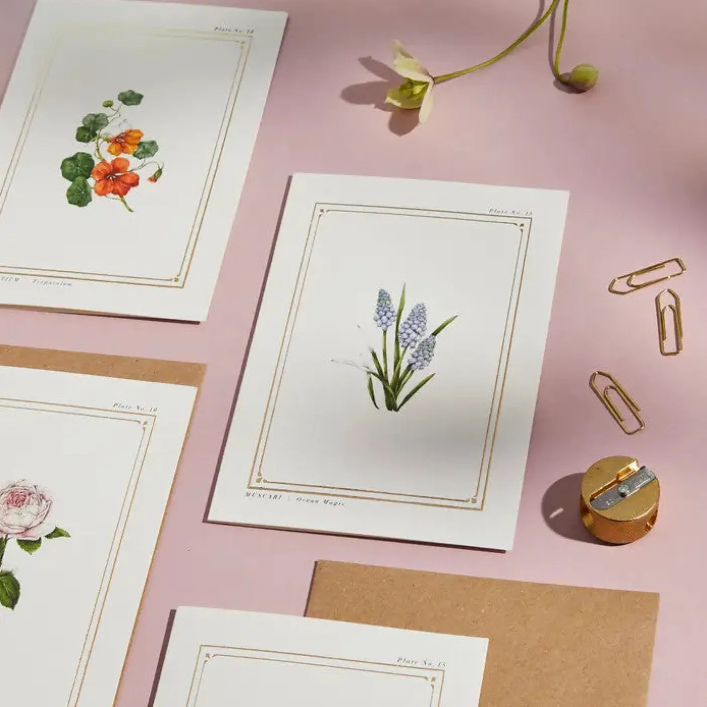 Muscari - 'Botanical Archive: Everyday Edition' - card