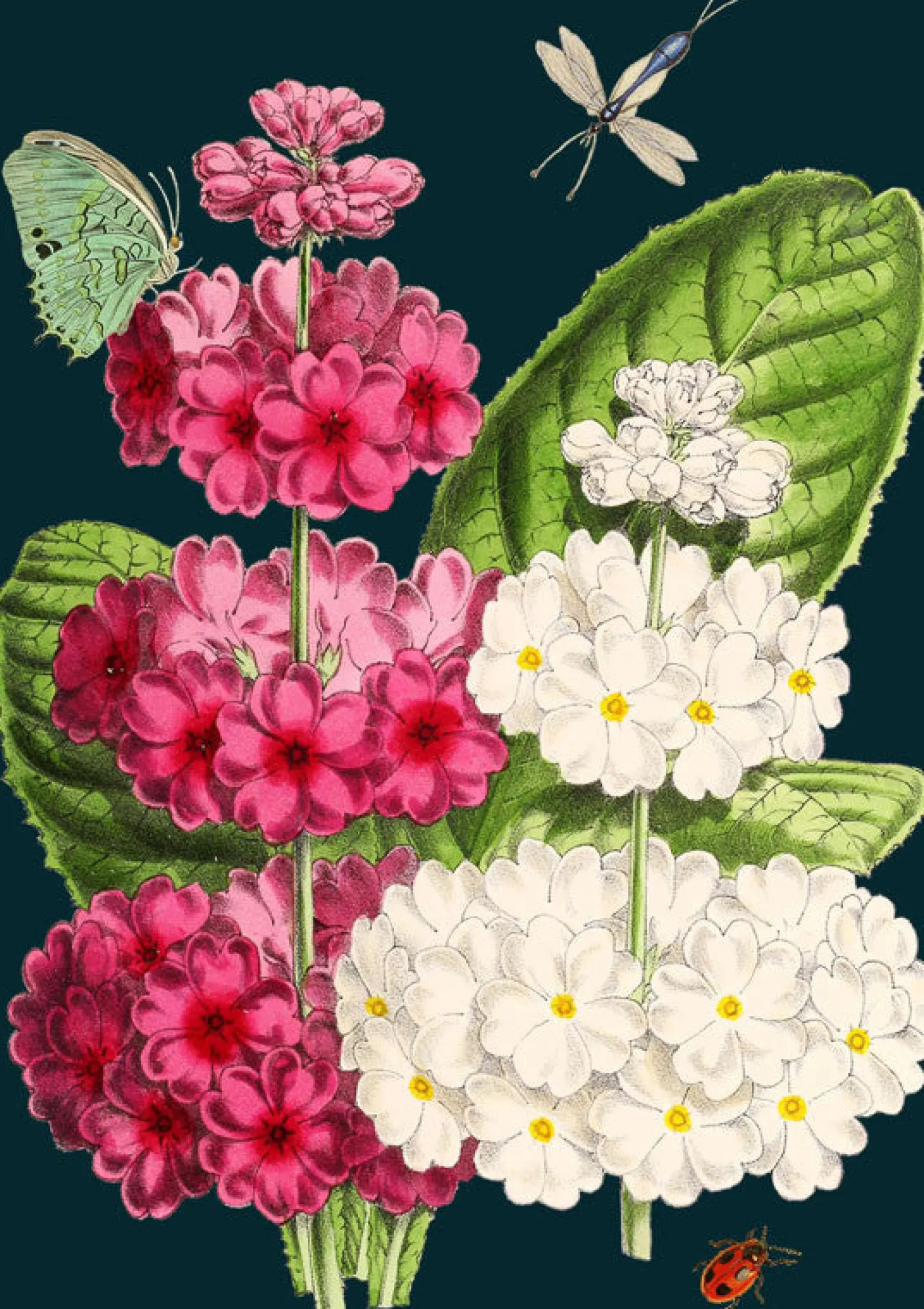 Ladybird Greetings Card