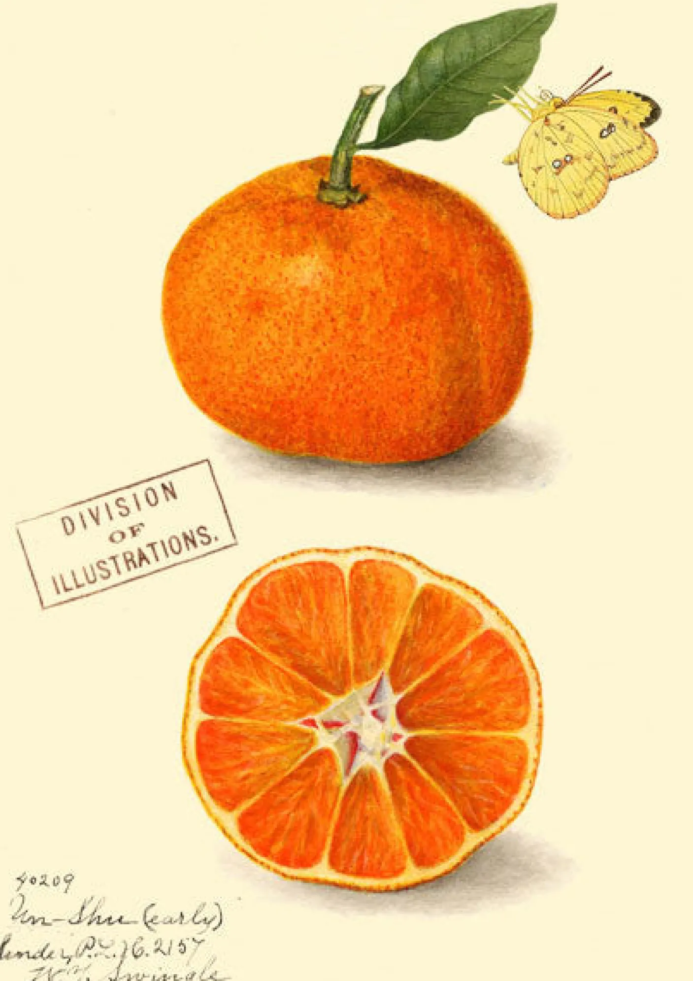 Clementine Greetings Card