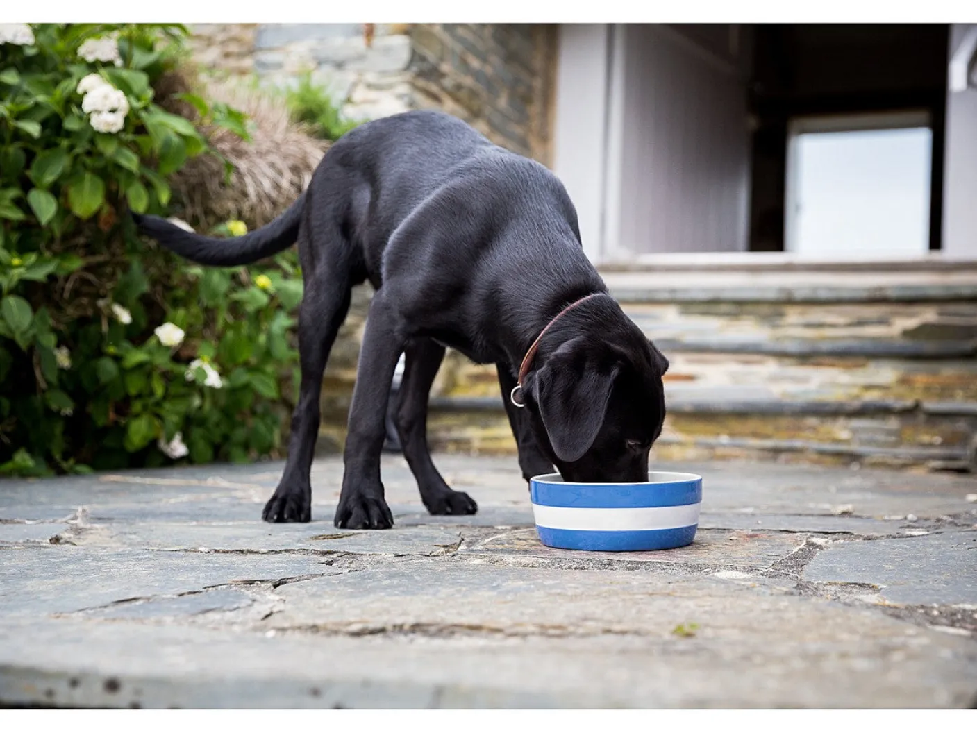 Cornishware Dog Bowl