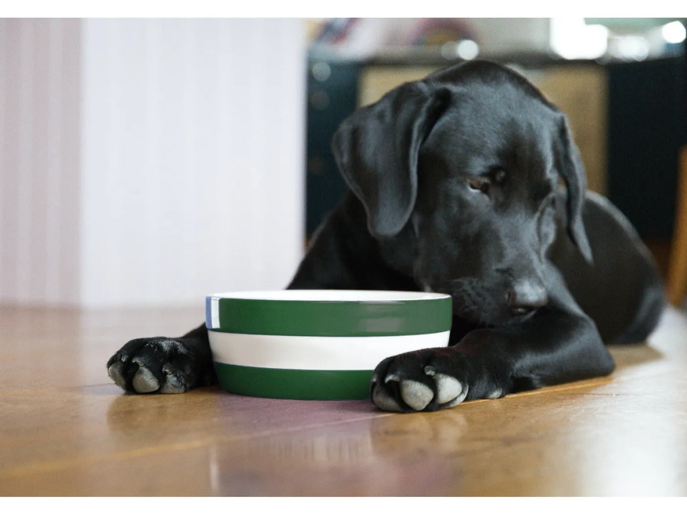 Cornishware Dog Bowl