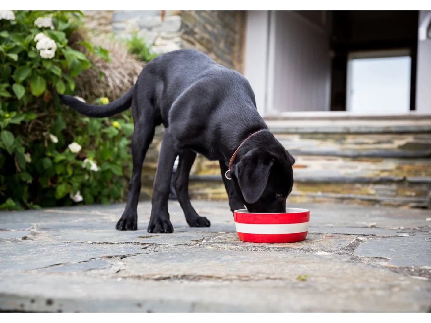 Cornishware Dog Bowl