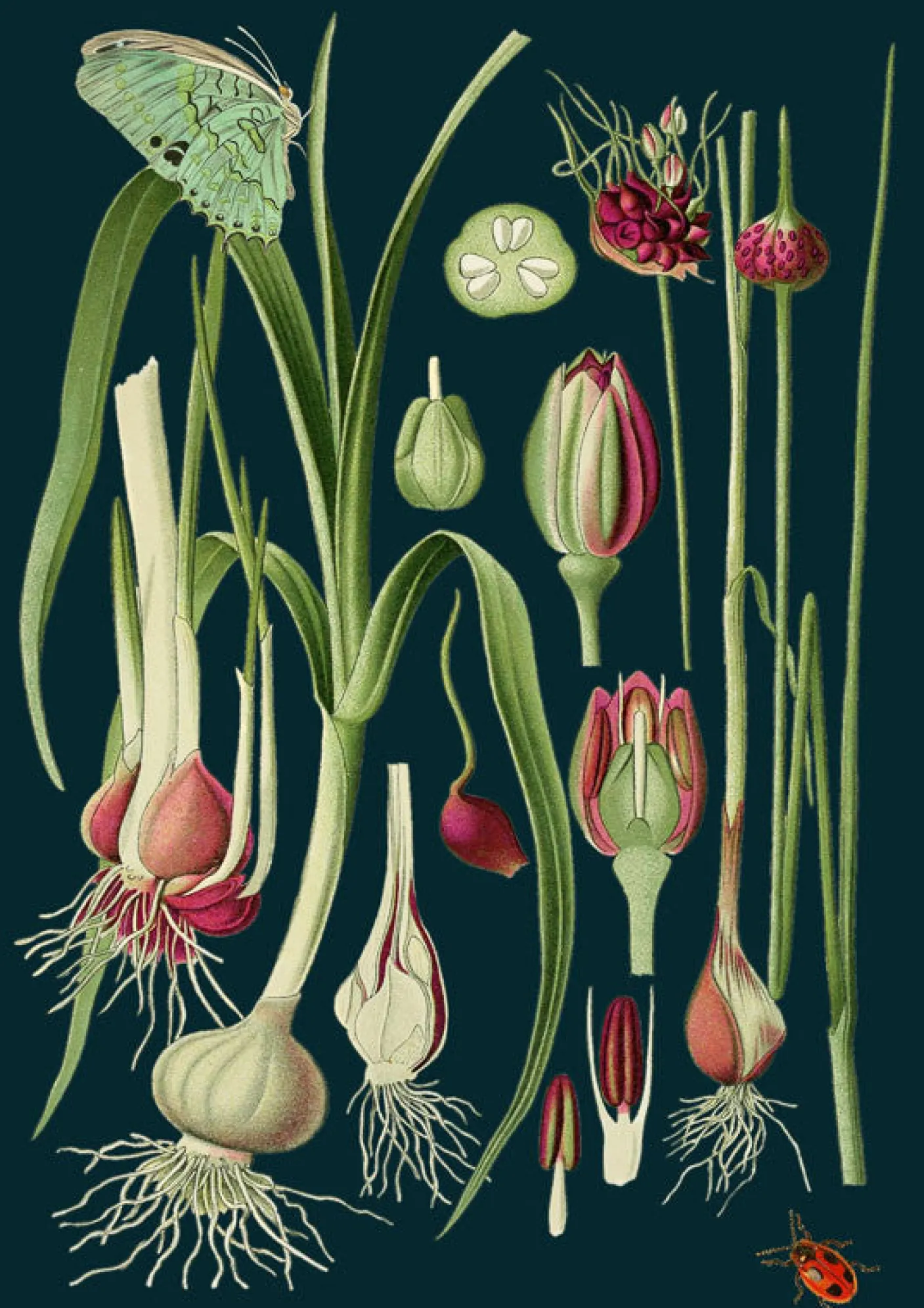 Green Butterfly Greetings Card