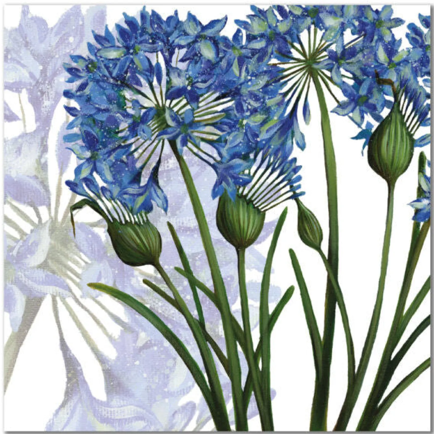 Agapanthus Greetings Card