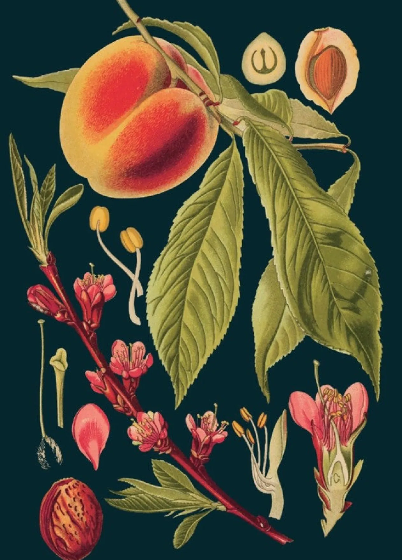 Peach Greetings Card