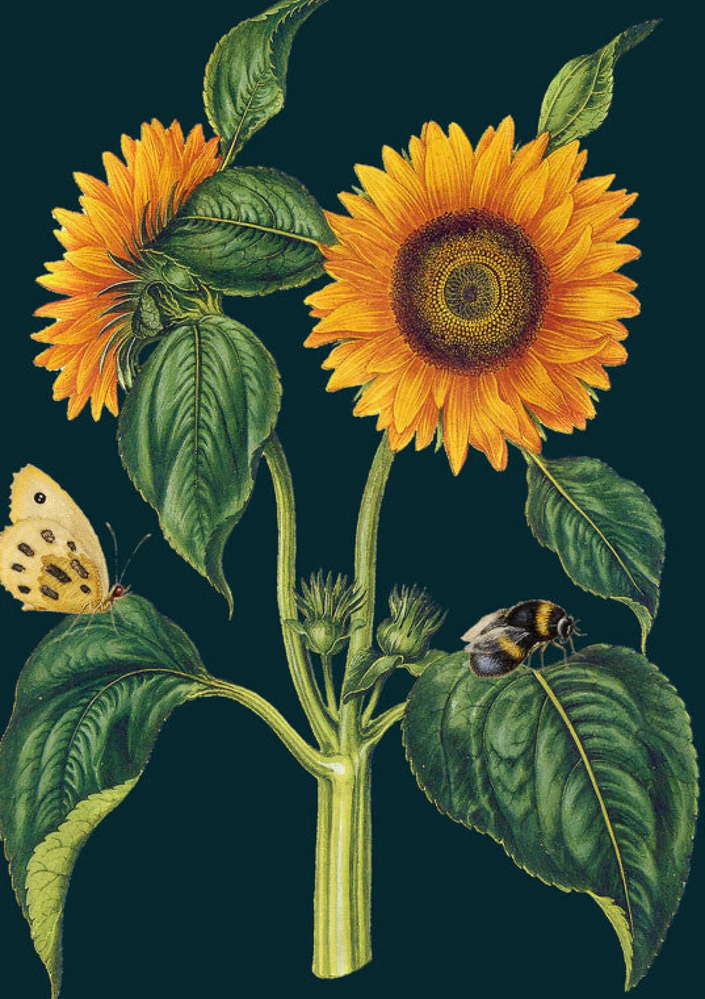 Sunflower Greetings Card
