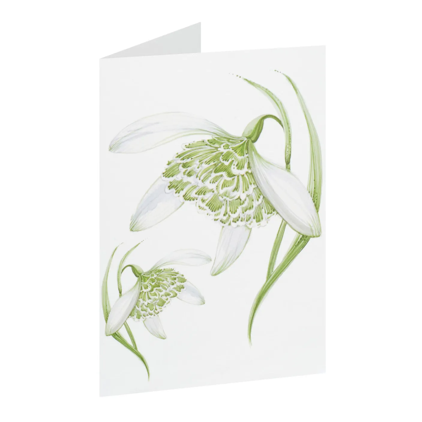 Snowdrop Greeting Card