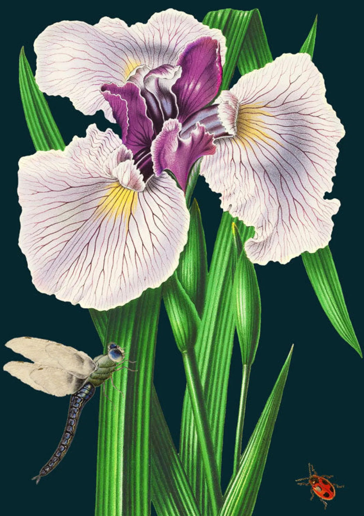 Purple Iris Greetings Card