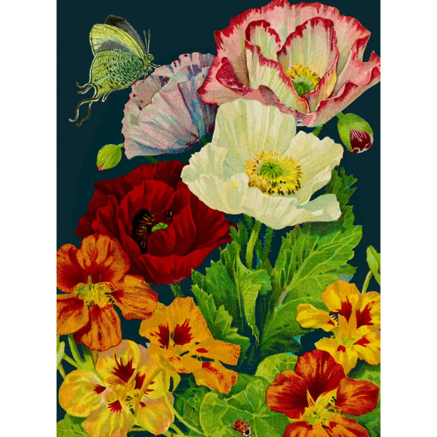 Midnight Poppies Card