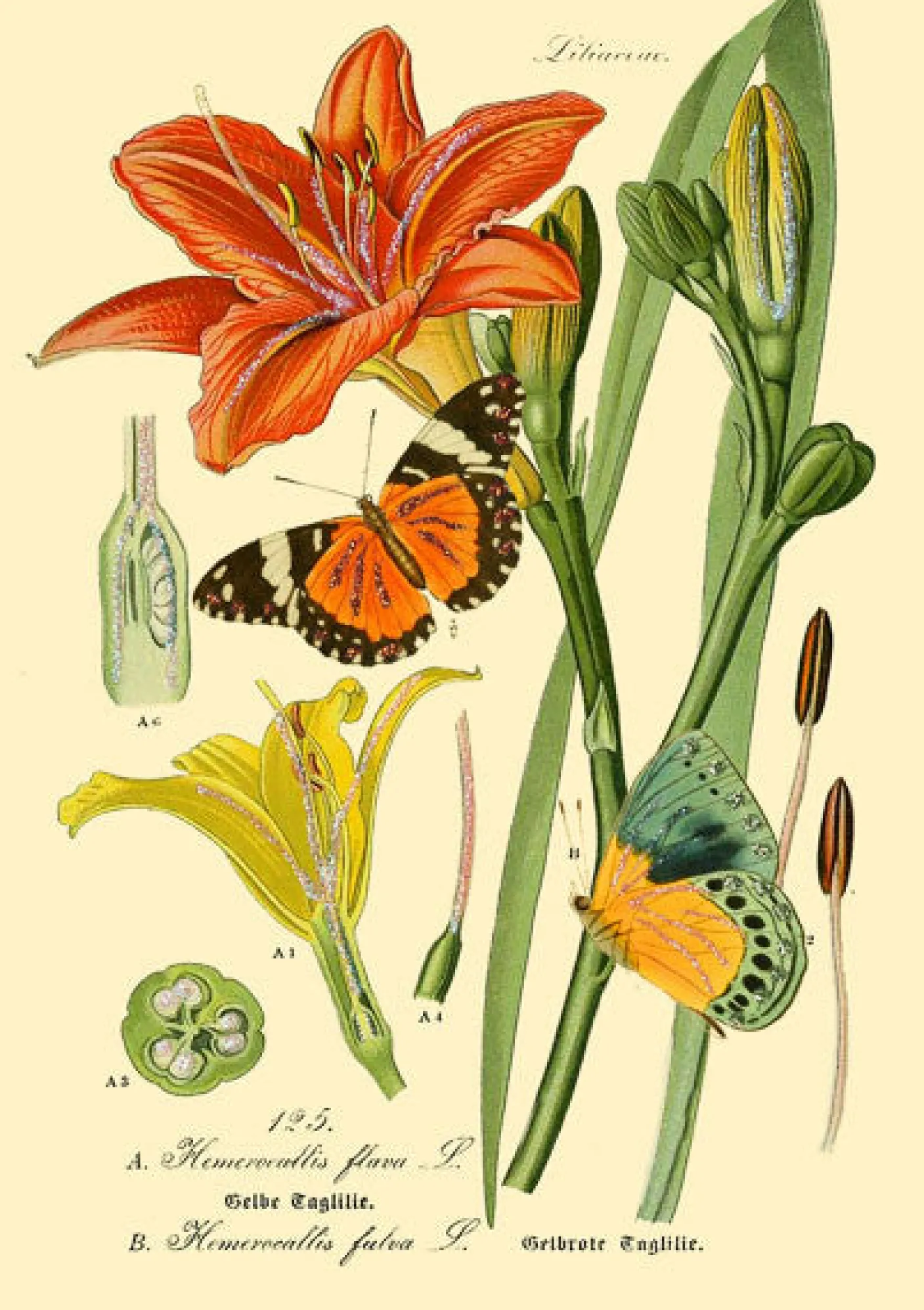 Botanical N0:3 Greetings Card